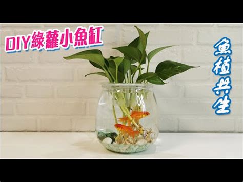 慕道班是什麼 魚水共生盆栽